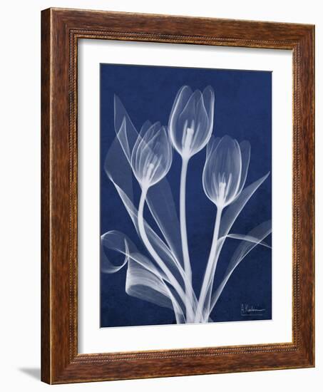 Magnificent Indigo Tulips-Albert Koetsier-Framed Art Print