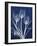 Magnificent Indigo Tulips-Albert Koetsier-Framed Art Print