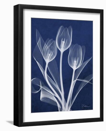 Magnificent Indigo Tulips-Albert Koetsier-Framed Art Print