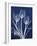 Magnificent Indigo Tulips-Albert Koetsier-Framed Art Print