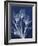 Magnificent Indigo Tulips-Albert Koetsier-Framed Art Print