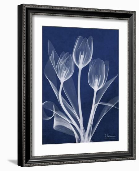 Magnificent Indigo Tulips-Albert Koetsier-Framed Art Print