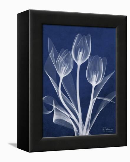 Magnificent Indigo Tulips-Albert Koetsier-Framed Stretched Canvas