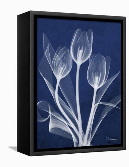 Magnificent Indigo Tulips-Albert Koetsier-Framed Stretched Canvas