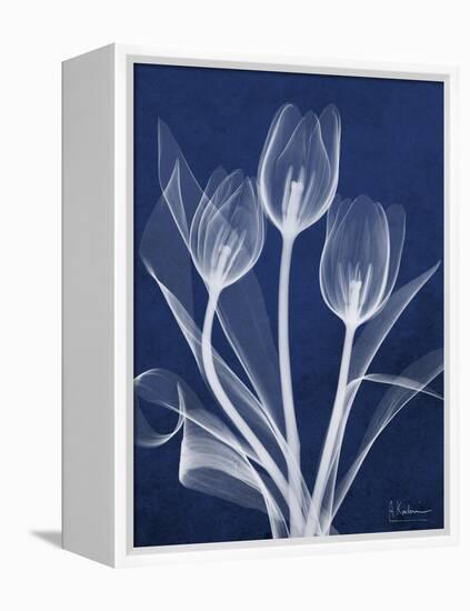 Magnificent Indigo Tulips-Albert Koetsier-Framed Stretched Canvas