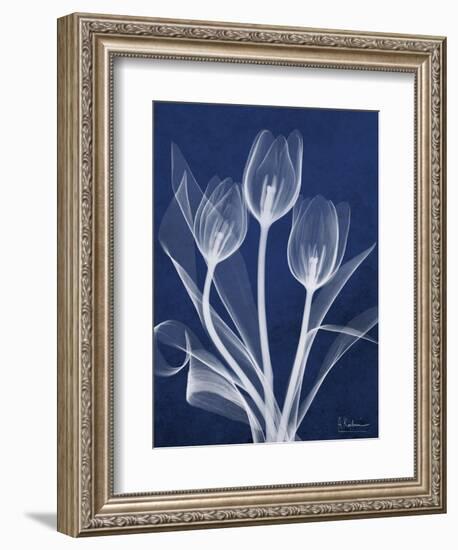 Magnificent Indigo Tulips-Albert Koetsier-Framed Art Print