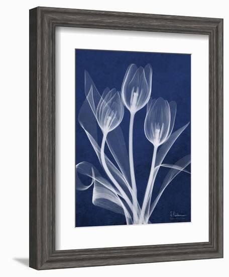 Magnificent Indigo Tulips-Albert Koetsier-Framed Art Print