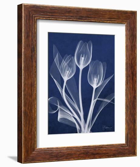 Magnificent Indigo Tulips-Albert Koetsier-Framed Art Print