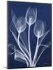 Magnificent Indigo Tulips-Albert Koetsier-Mounted Art Print