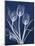 Magnificent Indigo Tulips-Albert Koetsier-Mounted Art Print