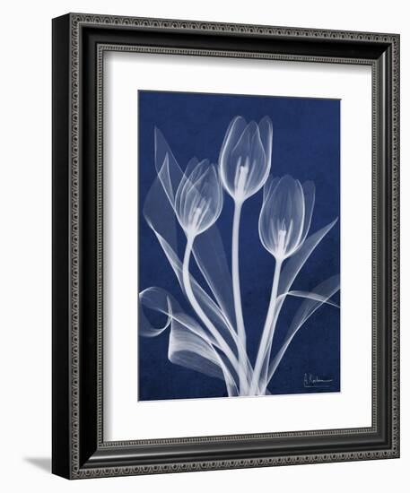 Magnificent Indigo Tulips-Albert Koetsier-Framed Art Print