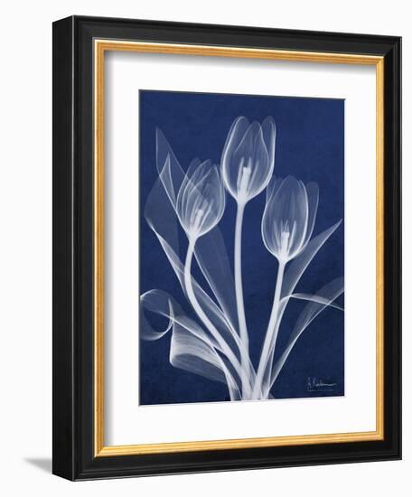 Magnificent Indigo Tulips-Albert Koetsier-Framed Art Print