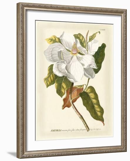 Magnificent Magnolias I-Jacob Trew-Framed Giclee Print