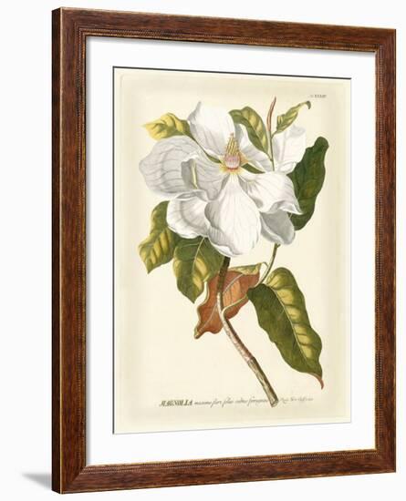 Magnificent Magnolias I-Jacob Trew-Framed Giclee Print