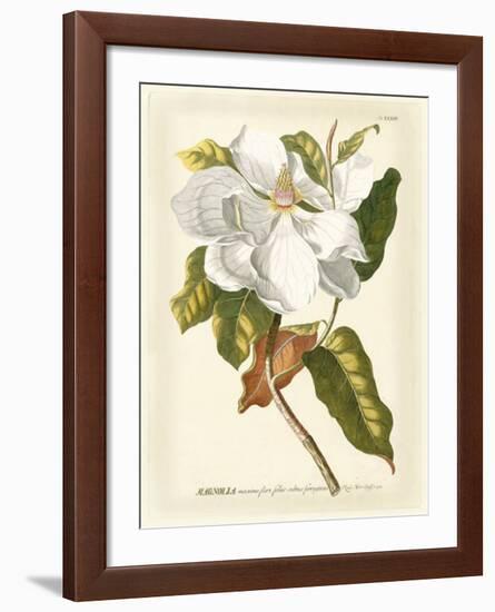 Magnificent Magnolias I-Jacob Trew-Framed Giclee Print