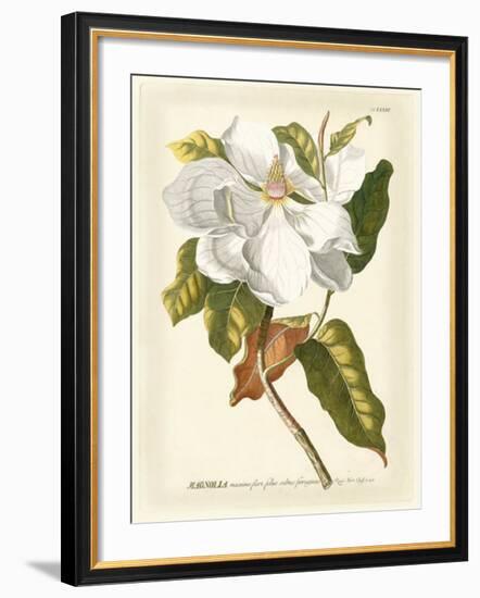 Magnificent Magnolias I-Jacob Trew-Framed Giclee Print