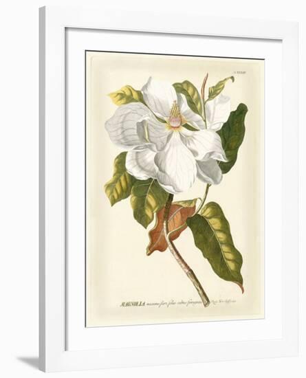 Magnificent Magnolias I-Jacob Trew-Framed Giclee Print