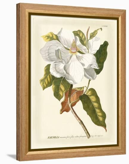 Magnificent Magnolias I-Jacob Trew-Framed Stretched Canvas