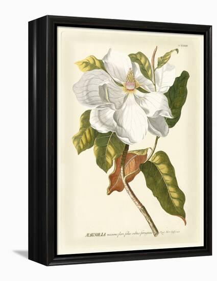 Magnificent Magnolias I-Jacob Trew-Framed Stretched Canvas