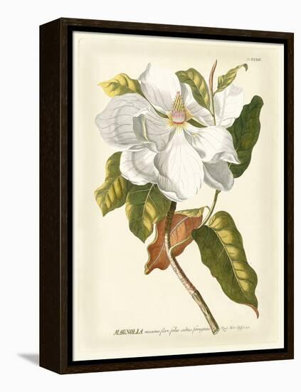 Magnificent Magnolias I-Jacob Trew-Framed Stretched Canvas