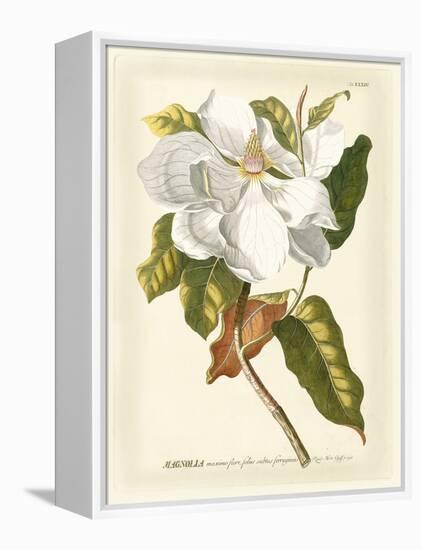 Magnificent Magnolias I-Jacob Trew-Framed Stretched Canvas