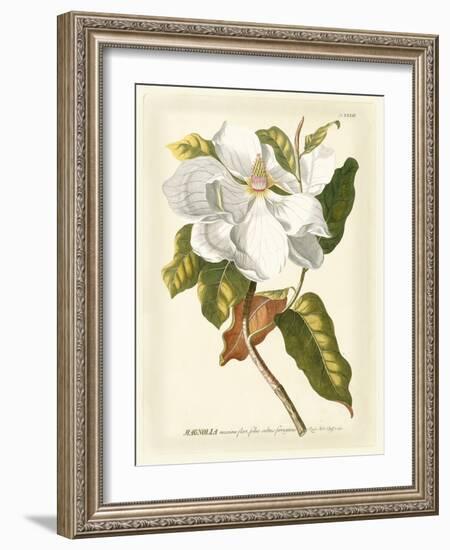 Magnificent Magnolias I-Jacob Trew-Framed Premium Giclee Print