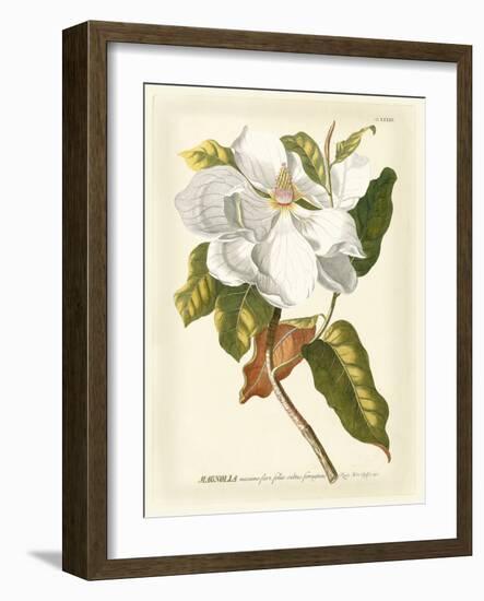 Magnificent Magnolias I-Jacob Trew-Framed Premium Giclee Print