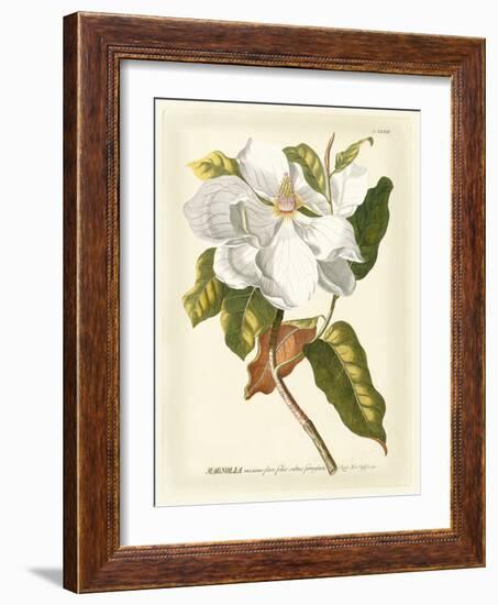 Magnificent Magnolias I-Jacob Trew-Framed Premium Giclee Print