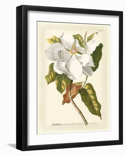 Magnificent Magnolias I-Jacob Trew-Framed Premium Giclee Print