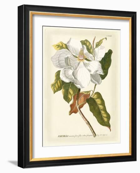 Magnificent Magnolias I-Jacob Trew-Framed Premium Giclee Print