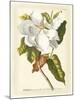 Magnificent Magnolias I-Jacob Trew-Mounted Premium Giclee Print