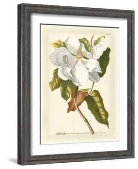 Magnificent Magnolias I-Jacob Trew-Framed Art Print