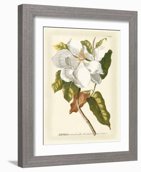 Magnificent Magnolias I-Jacob Trew-Framed Art Print