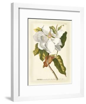 Magnificent Magnolias I-Jacob Trew-Framed Art Print