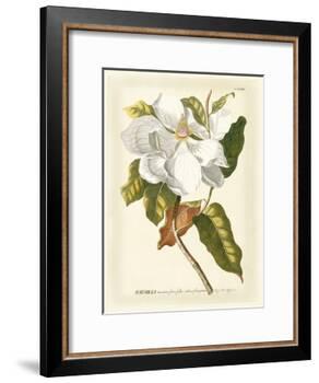Magnificent Magnolias I-Jacob Trew-Framed Art Print