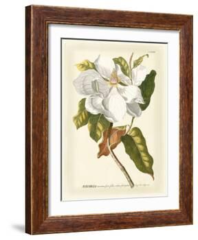 Magnificent Magnolias I-Jacob Trew-Framed Art Print