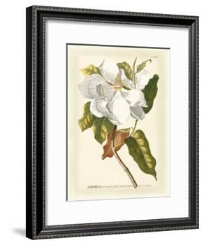 Magnificent Magnolias I-Jacob Trew-Framed Art Print