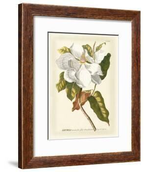 Magnificent Magnolias I-Jacob Trew-Framed Art Print