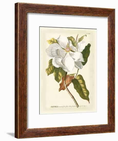 Magnificent Magnolias I-Jacob Trew-Framed Art Print