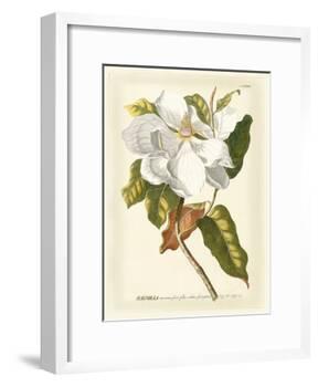 Magnificent Magnolias I-Jacob Trew-Framed Art Print