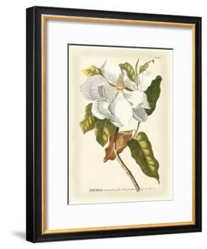 Magnificent Magnolias I-Jacob Trew-Framed Art Print