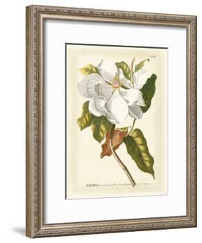 Magnificent Magnolias I-Jacob Trew-Framed Art Print