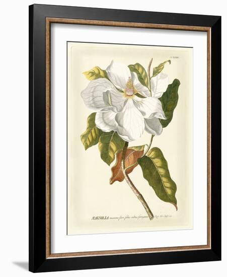 Magnificent Magnolias I-Jacob Trew-Framed Art Print