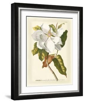 Magnificent Magnolias I-Jacob Trew-Framed Art Print