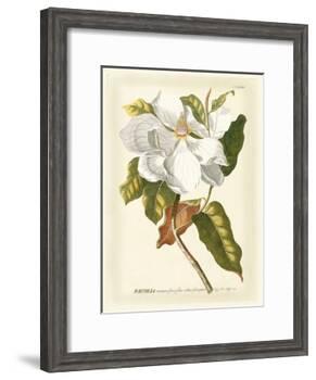 Magnificent Magnolias I-Jacob Trew-Framed Art Print