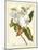 Magnificent Magnolias I-Jacob Trew-Mounted Art Print