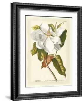 Magnificent Magnolias I-Jacob Trew-Framed Art Print