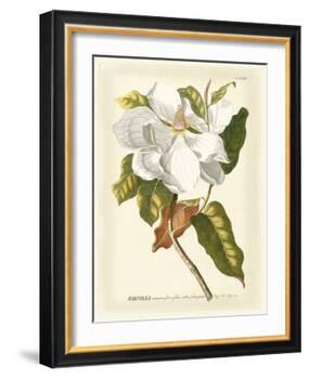 Magnificent Magnolias I-Jacob Trew-Framed Art Print