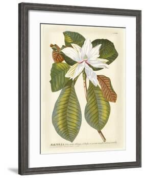 Magnificent Magnolias II-Jacob Trew-Framed Giclee Print