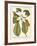 Magnificent Magnolias II-Jacob Trew-Framed Giclee Print